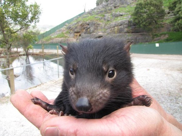 Tasmanischer Teufel
Cute News
http://imgur.com/gallery/NH6VAz1