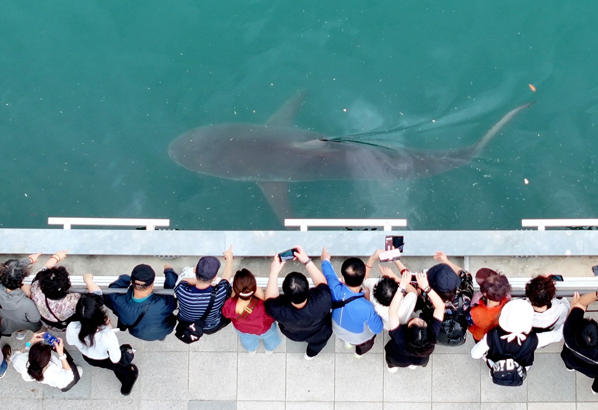 People gather to watch a trapped shark at the North Port Waterfront Park in Busan, South Korea, Tuesday, Sept. 29, 2026 (Son Hyung-joo/Yonhap via AP)
South Korea Shark