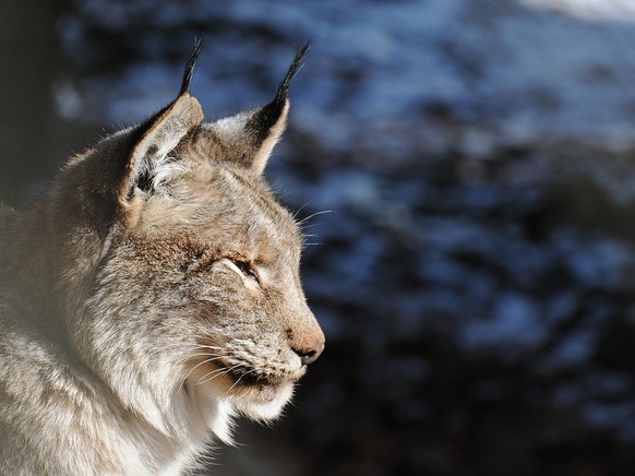 Luchs Wildkatze Raubkatze
https://commons.wikimedia.org/wiki/File:Lynx_lynx,_Luchs_04.JPG