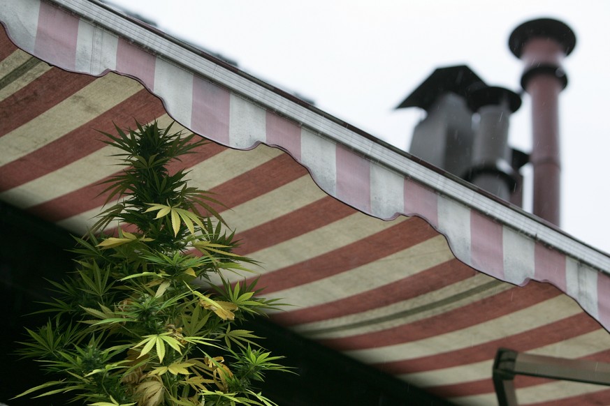 Hanfpflanze Cannabis Sativa auf einem Balkon in Zürich im Herbst 2005.