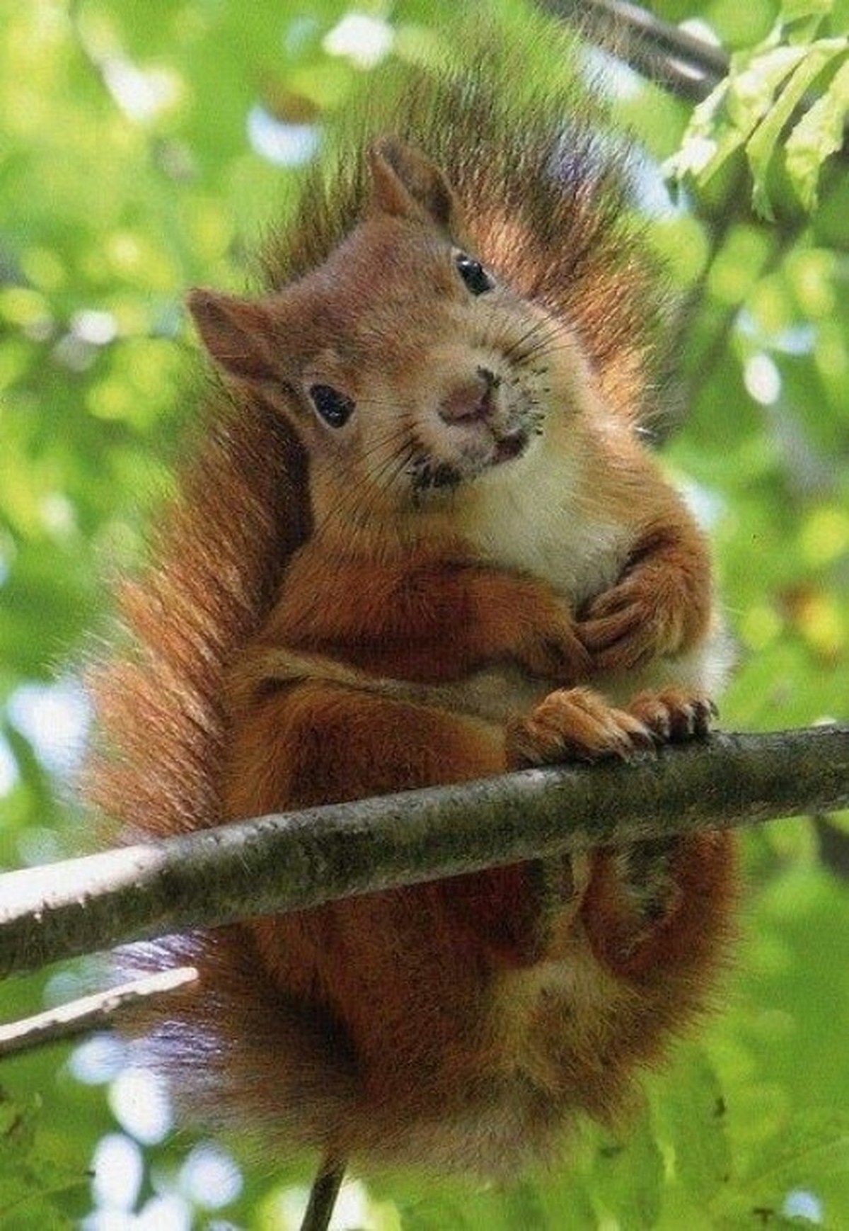 cute news tier eichhörnchen

https://ch.pinterest.com/pin/1121888957181622888/