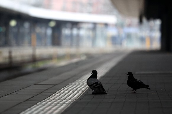 epa11203533 Pigeons at the empty platform at Munich Central Station during a German Train Drivers&#039; Union (GDL) strike in Munich, Germany, 07 March 2024. The GDL called on its members to strike in ...