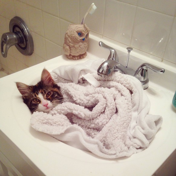 Katze in Waschbecken.
http://imgur.com/gallery/eTIXIO5