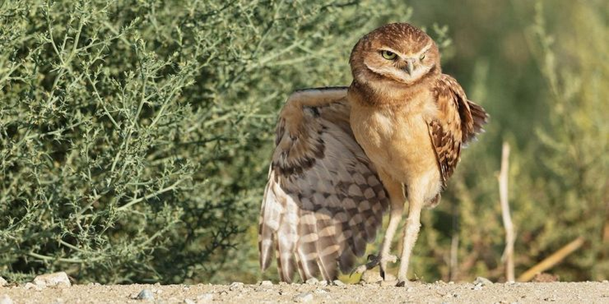 Cute News: Eulen mit Beinen