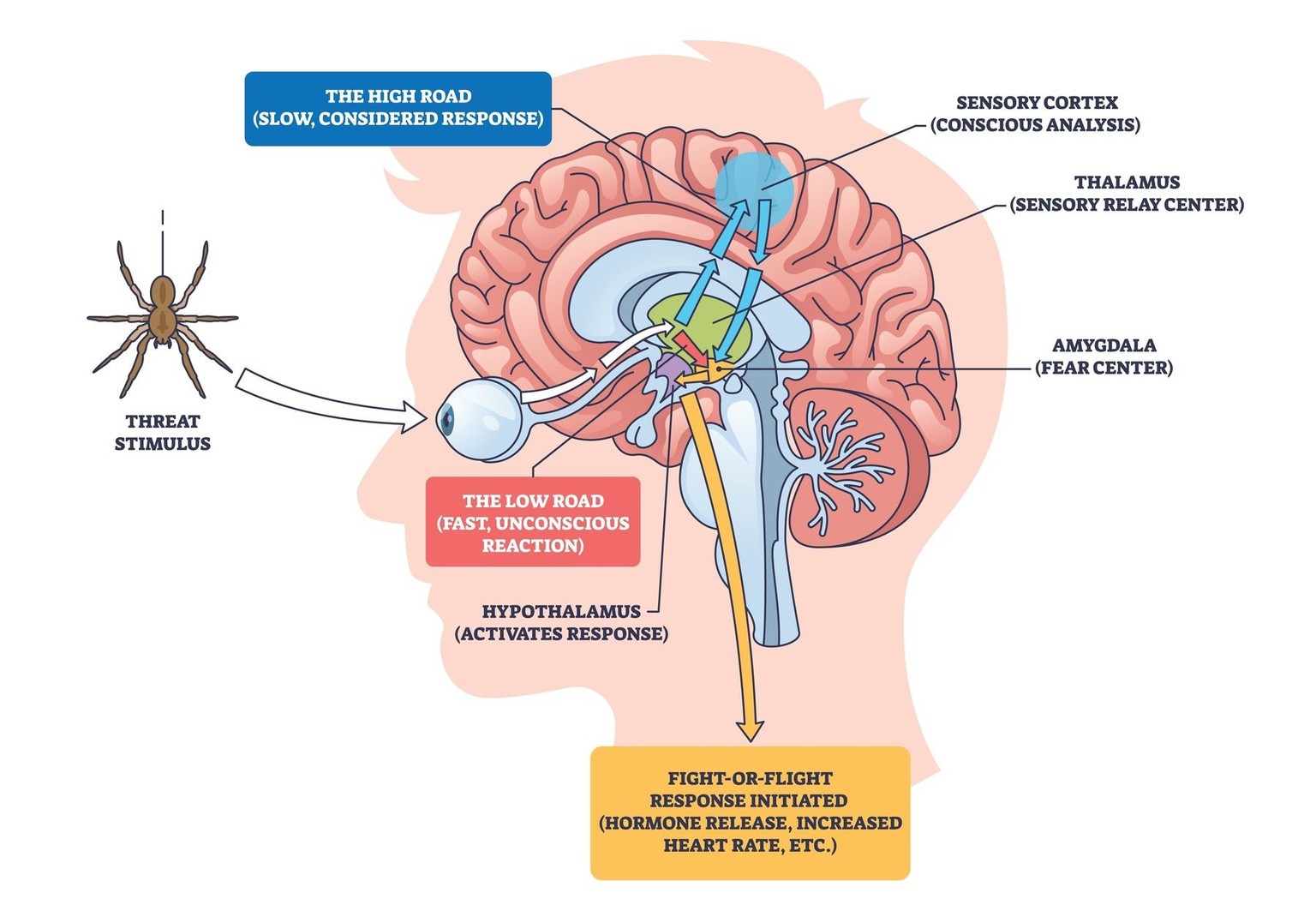 Die Amygdala und die Angstreaktion
