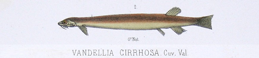 Harnröhrenwels (Vandelliinae), auch Penisfisch genannt, ernähren sich vom Blut anderer Fische. 
https://en.wikipedia.org/wiki/Vandelliinae#/media/File:Vandellia_cirrhosa_-_1856_drawing.png