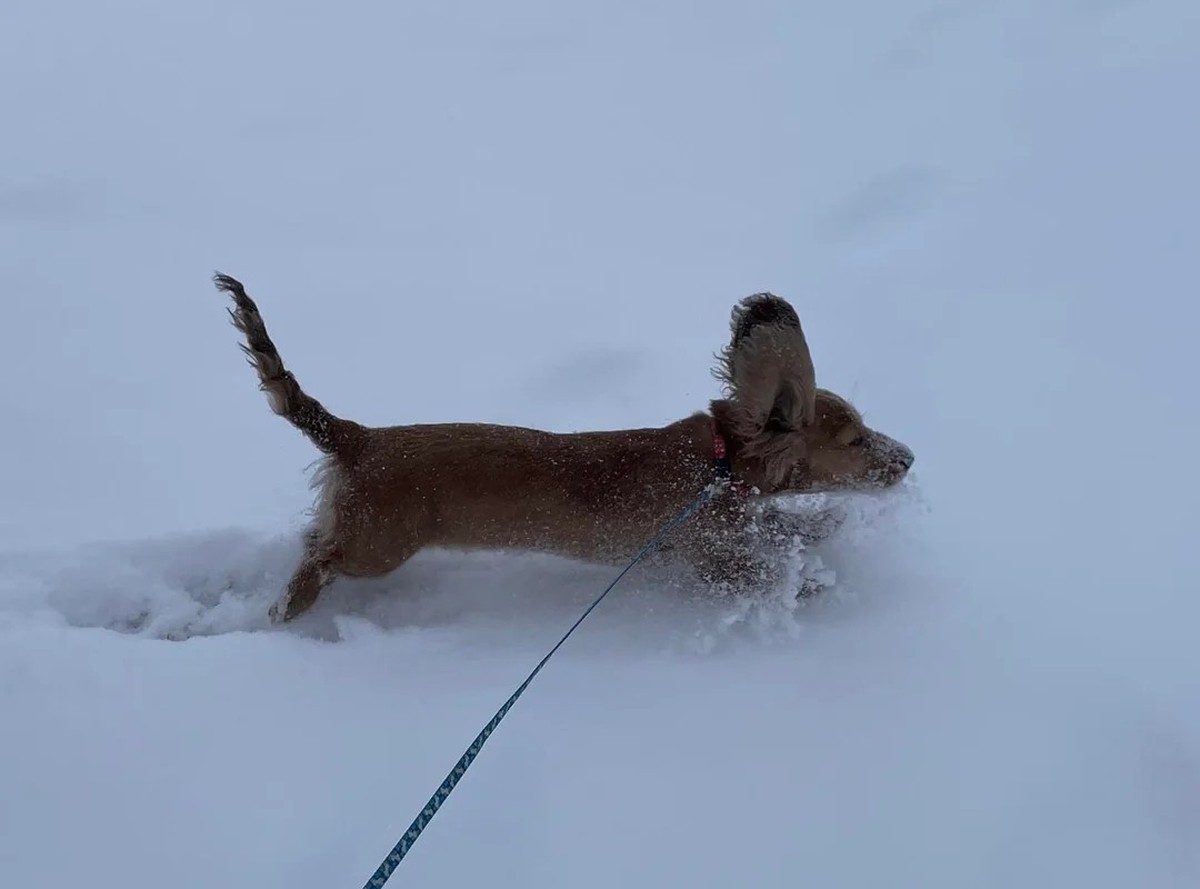 cute news tier hund

https://www.reddit.com/r/Dachshund/comments/1hw20qq/dachshund_through_the_snow/