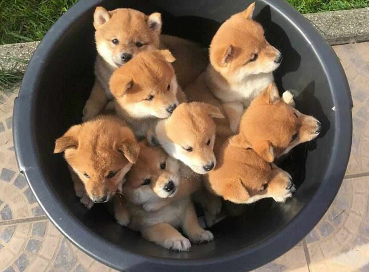 des shiba inus trop mignons!