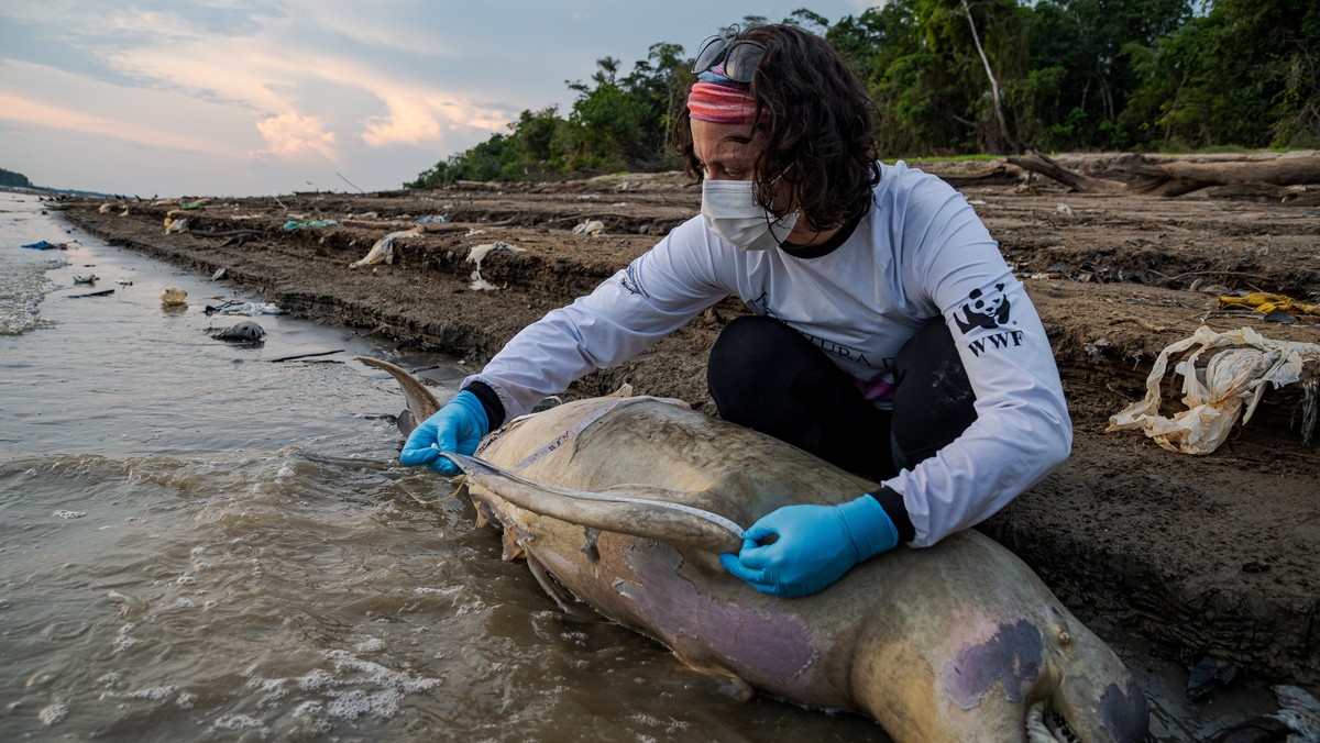 epa10896352 A handout photo made available by the Mamirauá Institute of one of the 110 endangered river dolphins found dead in the Tefé River, in the Amazon, Brazil (issued 02 October 2023). The curre ...
