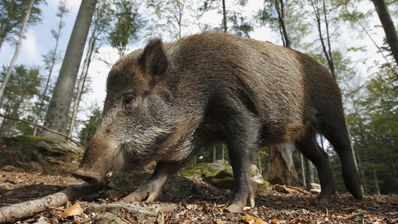 Objekt des Zorns: Das Wildschwein