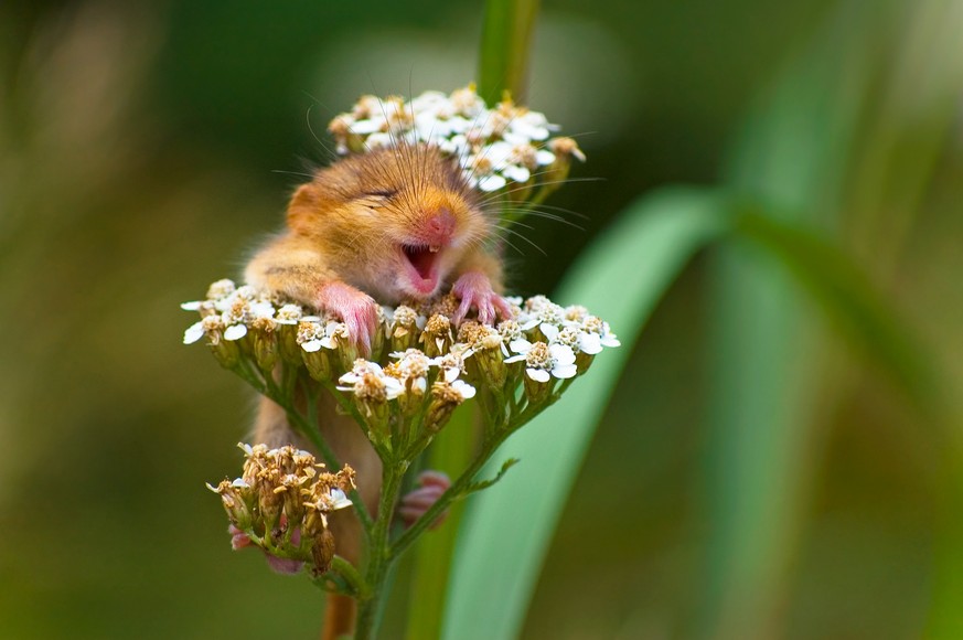 The Comedy Wildlife Photography Awards 2017
Andrea Zampatti
Monticelli Brusati
Italy

Title: The laughing dormouse
Caption: A baby dormouse seem laughing on a yarrow flower
Description: I was hiking o ...