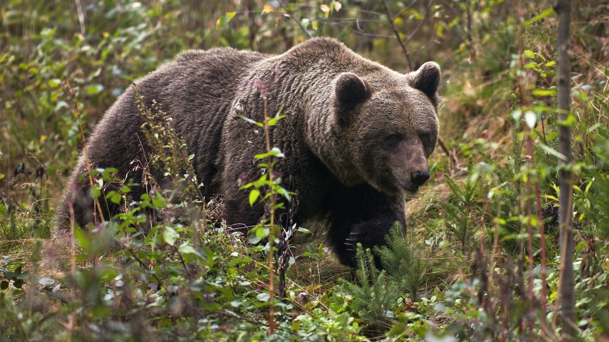 Bildnummer: 54579298 Datum: 17.10.2010 Copyright: imago/imagebroker
Bärin Jurka, Mutter vom Problembär Bruno, Braunbär (Ursus arctos), im Bärenpark bei Schapbach im Schwarzwald, Baden-Württemberg, Deu ...