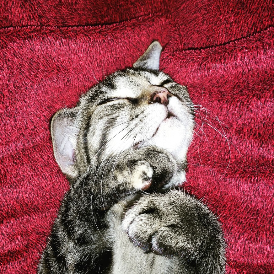 Eure Katzen sind richtige kleine Filmstars. Überzeugt euch selbst