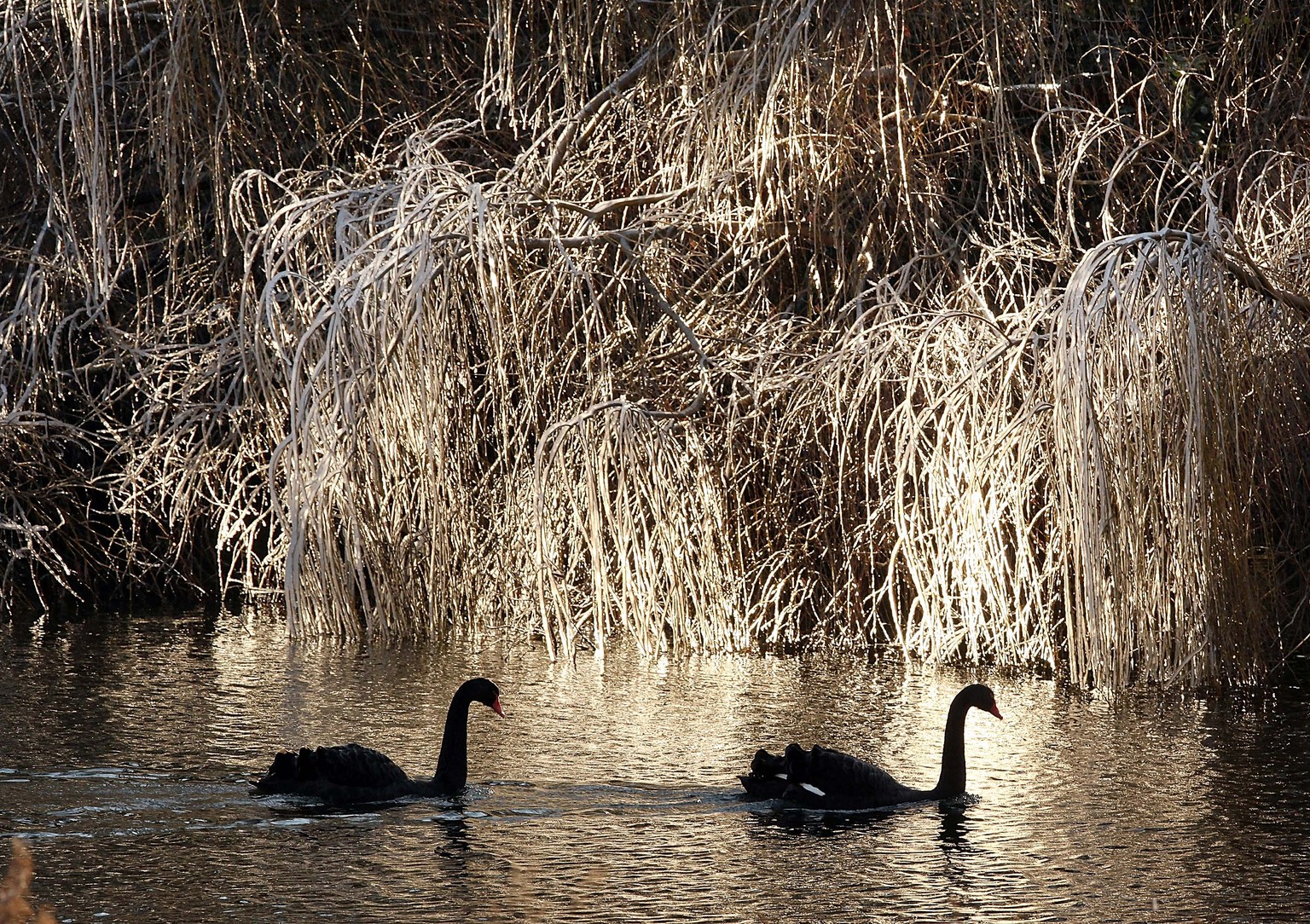 Das haben wir so für Sie bestellt: Schwarze Schwäne vor weissgefrorener Pracht im St.James's Park, London.