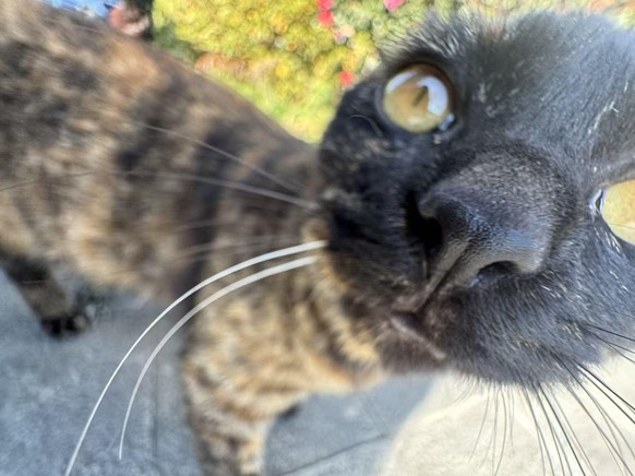 cute news tier katze

https://www.reddit.com/r/boop/comments/1qn97z6/unidentified_sniffing_objectusodetected/