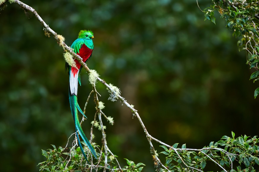 Quetzal