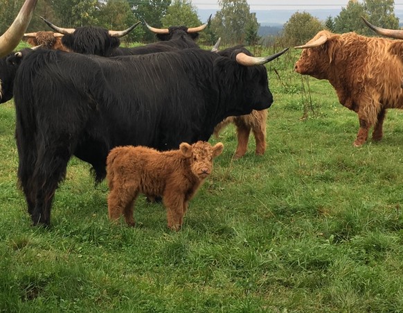 cute news tier kuh schottisches hochlandrind

https://imgur.com/gallery/any-love-higland-cattle-calfs-zHSUK#WJbzR1s