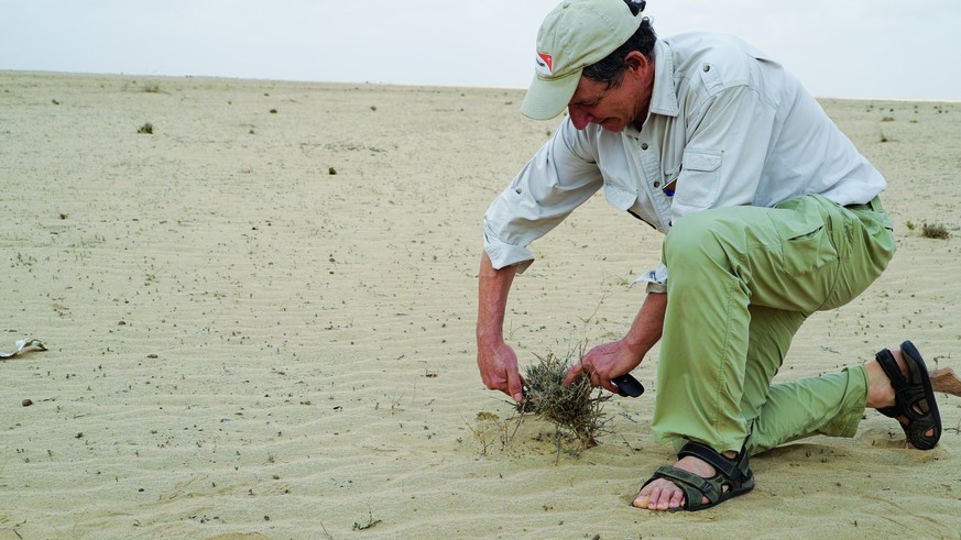 Ein Messer genügt: Tony Rinaudo legt ein scheinbar nutzloses Gebüsch in der Wüste frei.&nbsp;