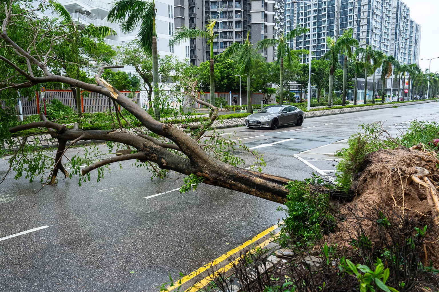 A fallen tree sits across the road in Tseung Kwan O area, as super typhoon Ragasa approaches in Hong Kong, Wednesday, Sept. 24, 2025. (AP Photo/Chan Long Hei)
Hong Kong Asia Typhoon