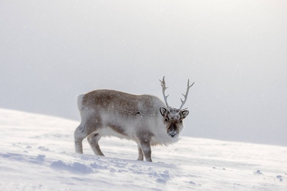 Svalbard reindeer Rangifer tarandus platyrhynchus adult in thick winter coat foraging on snow covered tundra in spring on Spitsbergen, Norway 33344LRY
