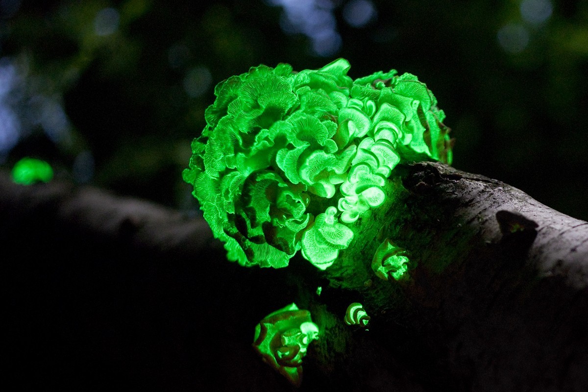 Biolumineszierender Pilz. Leuchtender Pilz.

https://upload.wikimedia.org/wikipedia/commons/e/e8/PanellusStipticusAug12_2009.jpg?utm_source=de.wikipedia.org&amp;utm_campaign=index&amp;utm_content=orig ...