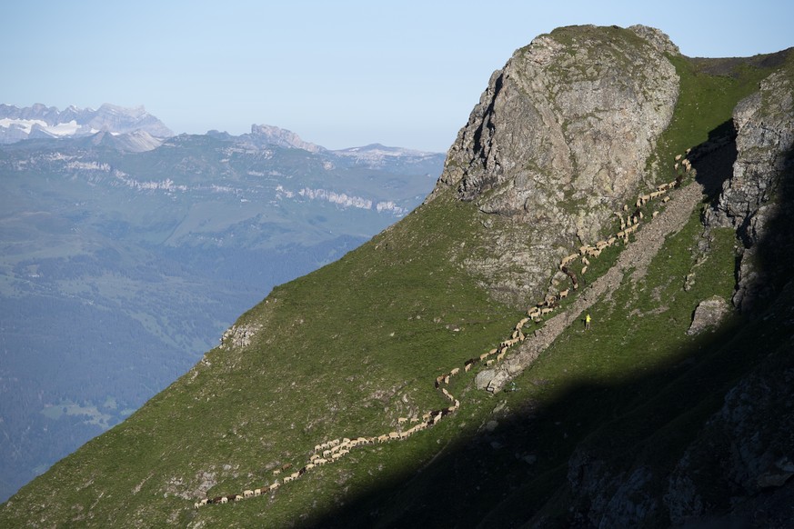 1300 Schafe wandern von einer Weide zur anderen, am Freitag, 7. August 2020, beim &quot;Schafuebergang&quot; unter dem Gipfel des Falknis (2562 Meter) zwischen dem Guschasattel und Flaescher Fuerggli, ...