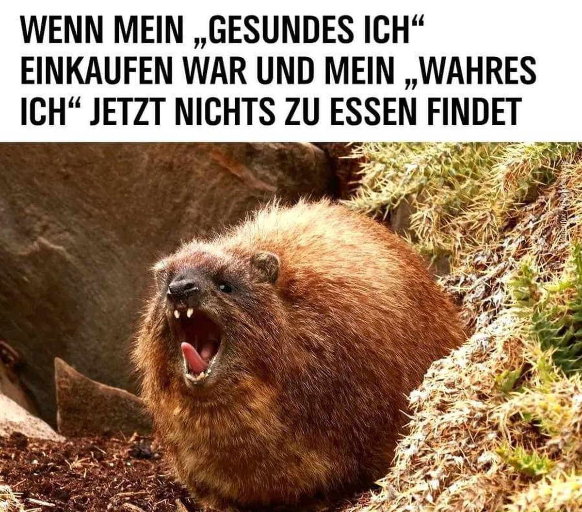 PICDUMP 426 вЂ“ grГјner wird's nicht, hopp! рџђё\nImmer...