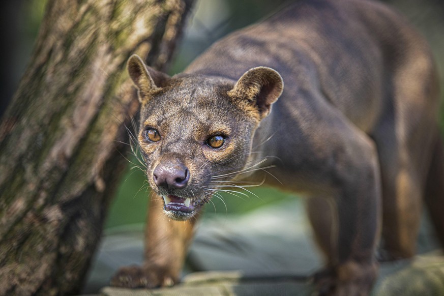 Fossa cat - Osijek, Croatia 17.04.2020. Osijek, Croatia - The fossa is a cat-like, carnivorous mammal endemic to Madagascar and it is one of the Osijek ZOO residents.