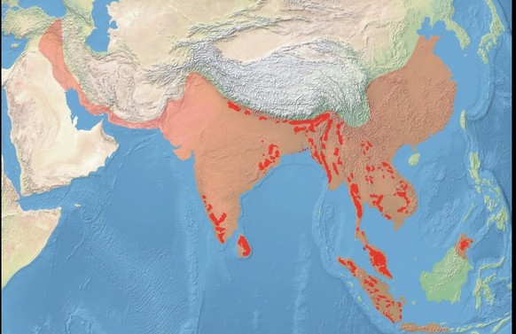 Indien:聽Elefanten trampeln f眉nf Menschen tot
Urspr眉ngliches (hellrot) und heutiges (tiefrot) Verbreitungsgebiet des Asiatischen Elefanten

Und dann wundert man sich, dass diese Tiere dem Menschen zu n ...