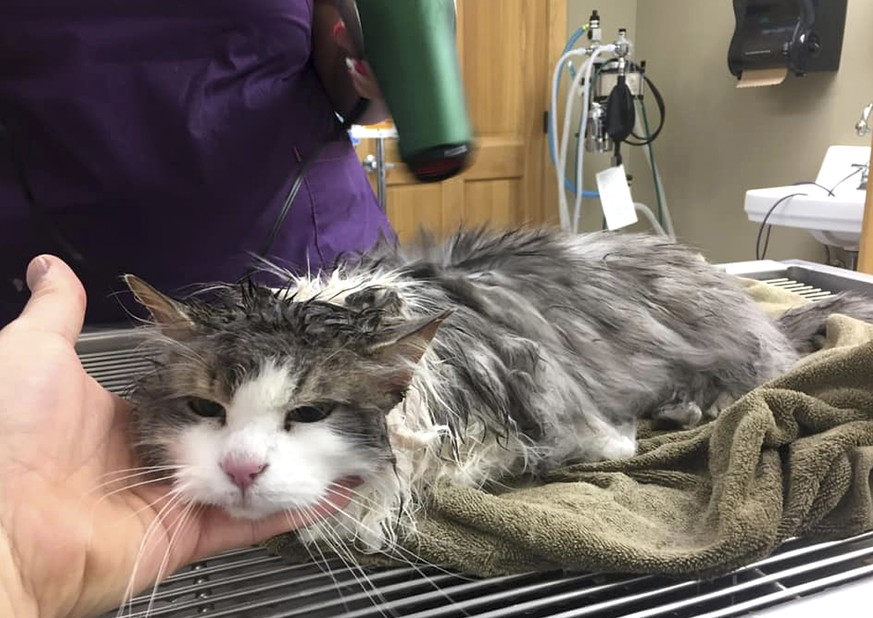 This Jan. 31, 2019 photo provided by The Animal Clinic of Kalispell shows a cat, Fluffy, being treated at the clinic in Kalispell, Mont. Veterinarians in Montana revived the cat that nearly froze to d ...