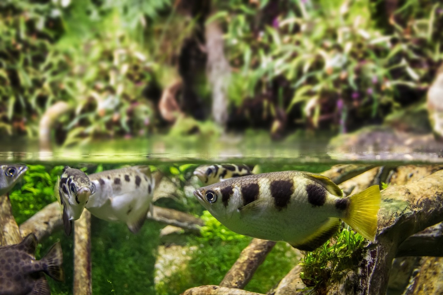 Banded archerfish close-up view in mangrove water, Banded archerfish close-up view in mangrove water, Banded archerfish close-up view in mangrove water, 15.08.2022, Copyright: xdaboostx Panthermedia31 ...