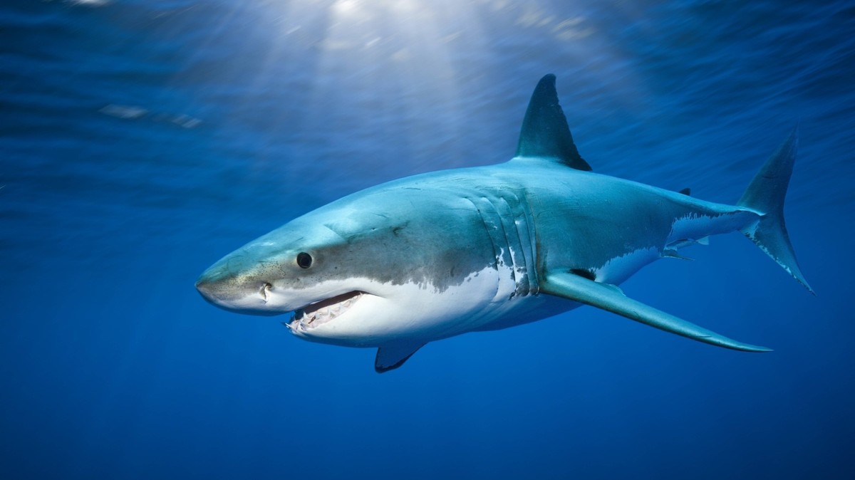 Grosser Weisser Hai, Carcharodon carcharias, Guadalupe Island, Mexiko Great White Shark, Carcharodon carcharias, Guadalupe Island, Mexico Grosser Weisser Hai, Guadalupe Island PUBLICATIONxINxGERxSUIxA ...