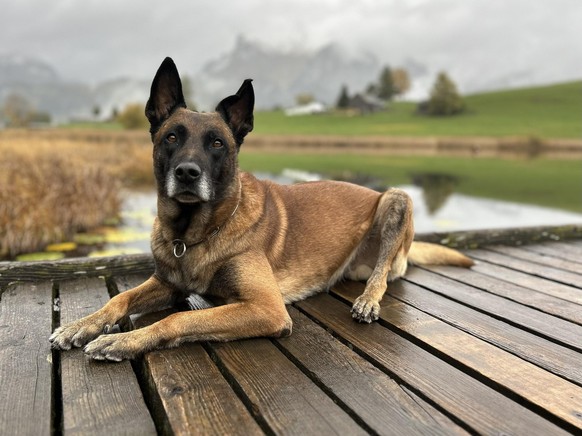 Polizeihund «Lee vom blauen Mistral».