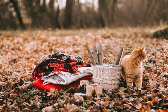 Schöne Katzen im Herbst mit viel Laub