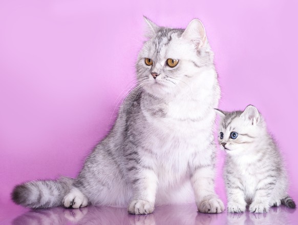 Katzenmutter mit ihrem Jungen Baby