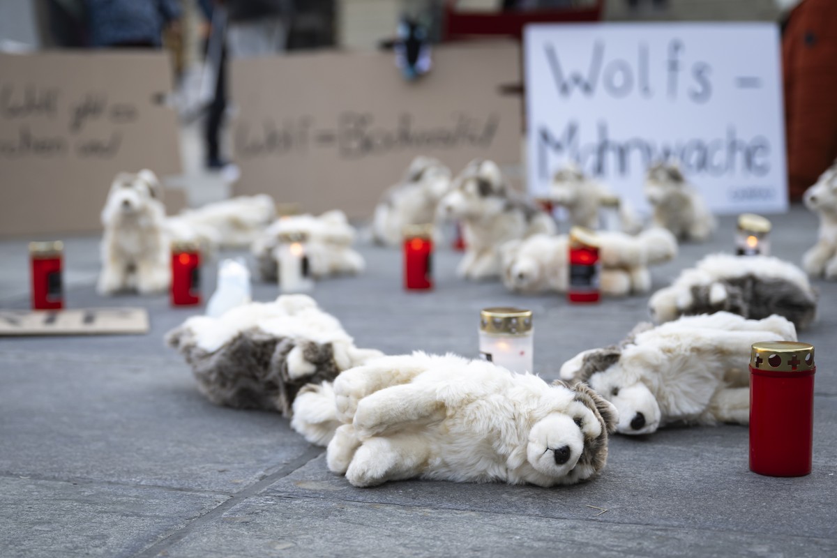 Wolf, Plueschtiere und Grablichter bei der Mahnwache fuer die getoeteten Woelfe, am Mittwoch, 31. Januar 2024 auf dem Bundesplatz in Bern. Am letzten Tag der Schutzfrist fuer Woelfe organisiert Campax ...