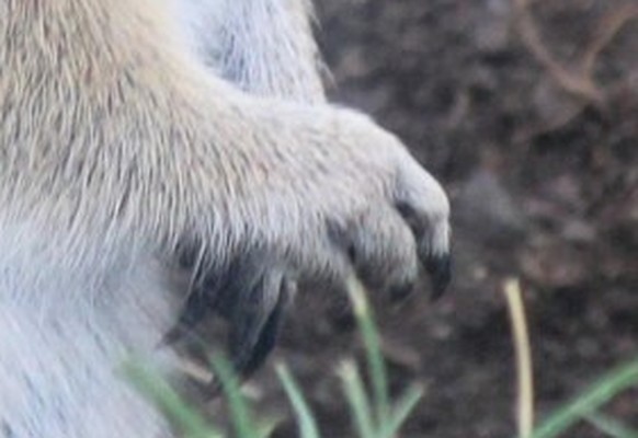cute news animal tier
https://www.reddit.com/r/AnimalPorn/comments/vhcyd7/uinta_ground_squirrel_spermophilus_armatus/