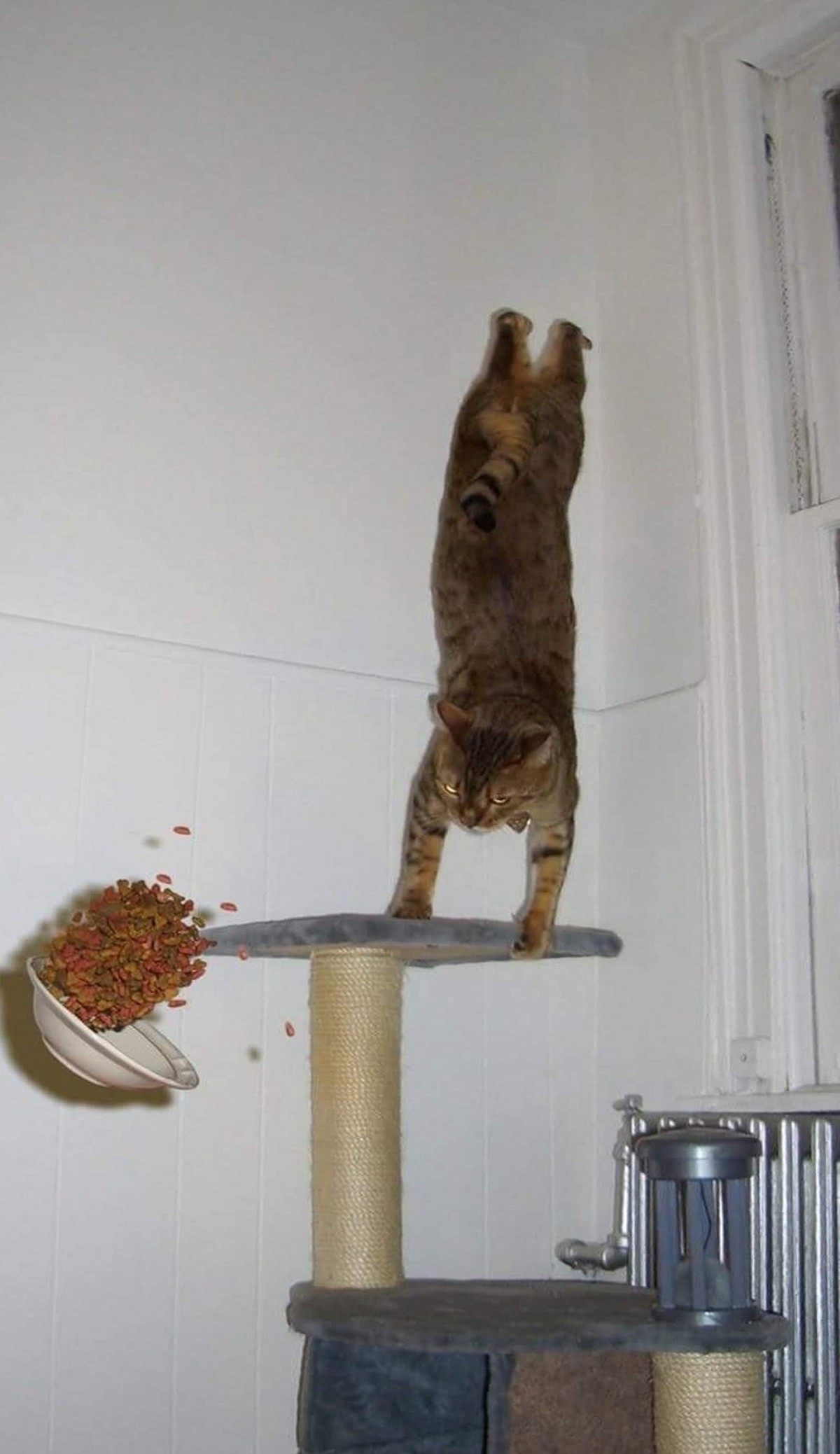 Faildienstag mit Katze im Handstand und fallendem Futter