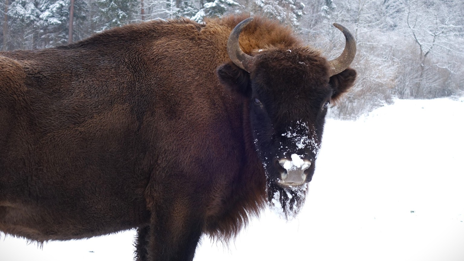 Wisente am 10. Januar 2023 vom Projekt Wisent Thal im Solothurner Jura