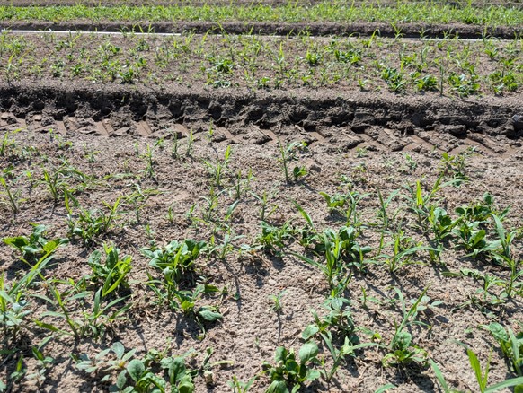 <p>Siehst du den Spinat? Bauer Wyssa schätzt, dass ihm wegen der Hitze 40 Prozent der Ernte flöten gehen</p>