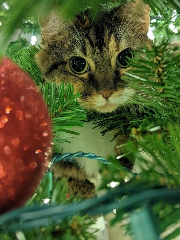 cute news animal tier cat katze

https://www.reddit.com/r/aww/comments/r61qse/violet_climbing_the_tree/