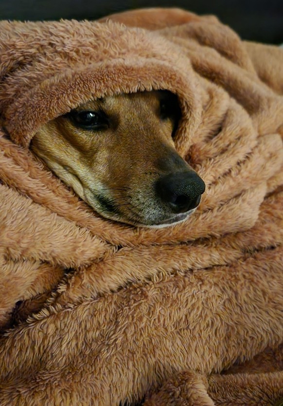 cute news tier hund

https://www.reddit.com/r/rarepuppers/comments/1hjr66f/folds_of_warmth/