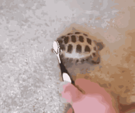 Animiertes GIF