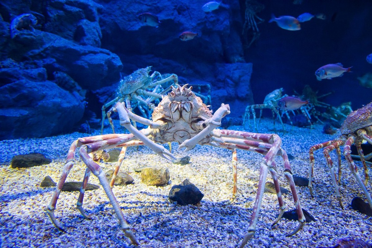 Japanische Riesenkrabbe (Macrocheira kaempferi).