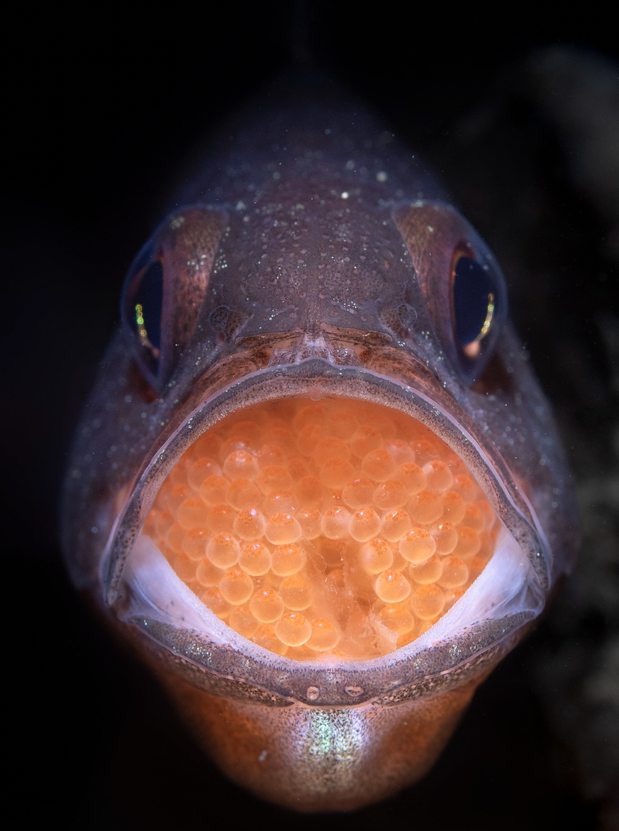 Naturbilder des Jahres, Tierbilder, World Nature Photography Awards