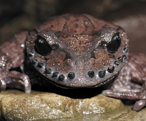 Leptobrachium boringii, gemeinhin bekannt als Emei-Schnurrbartkröte oder Taosze-Stachelkröte

https://www.reddit.com/r/AIDKE/comments/1r27i1t/1_animals_you_probably_didnt_know_exist_emei/