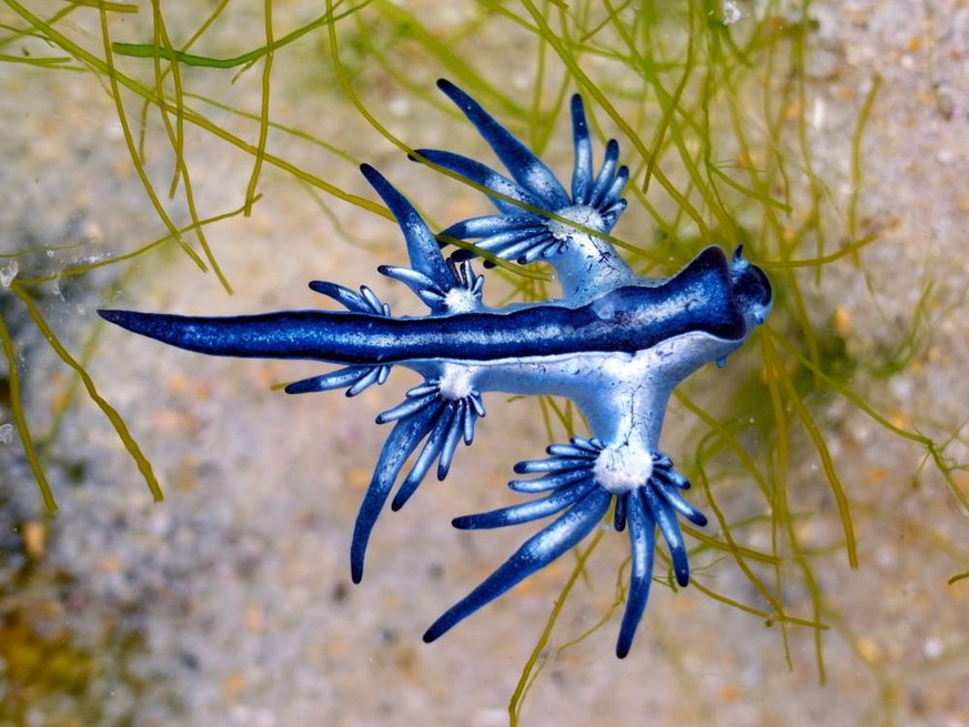 Seeschwalbe, Glaucus Atlanticus