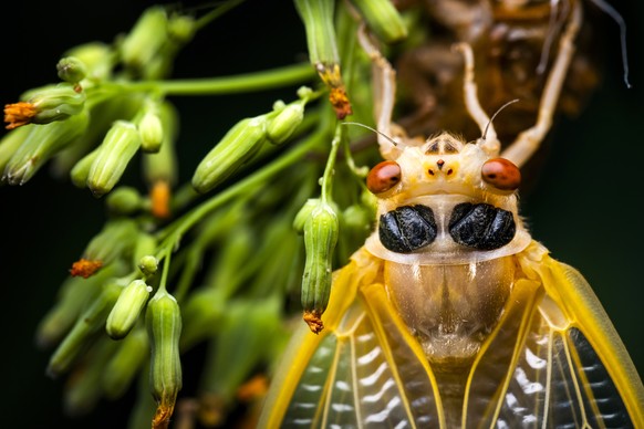 epa09204007 An adult Brood X periodical cicada dries its wings after shedding its exoskeleton in Washington, DC, USA, 16 May 2021. After molting, the cicada&#039;s body hardens and darkens, then the 1 ...