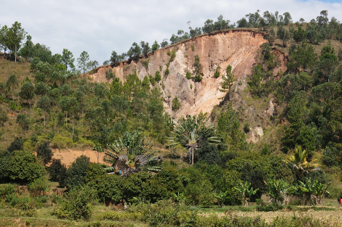 Madagaskar Artenvielfalt Pflanzen
