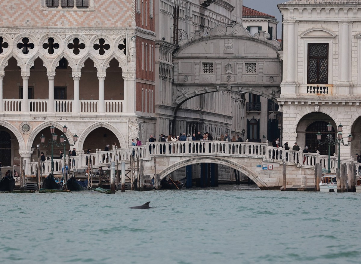 The dolphin Mimmo-Nane in the San Marco basin in Venice PUBLICATIONxNOTxINxITA Copyright: xMatteoxChinellatox/xipa-agency.netx/xipa-agency.netx/xMatteoxChinellatox IPA_Agency_IPA68173282
